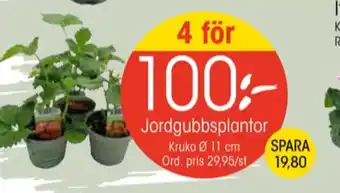 EKO Maku kitchen life plantor erbjuda
