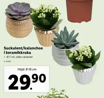 Lidl Suckulent/kalanchoe ­ i keramikkruka erbjuda