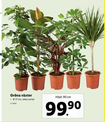 Lidl Gröna växter erbjuda