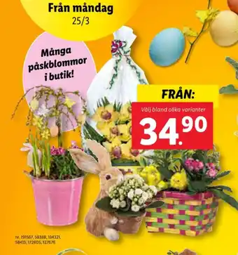 Lidl Lupilu krukväxt erbjuda