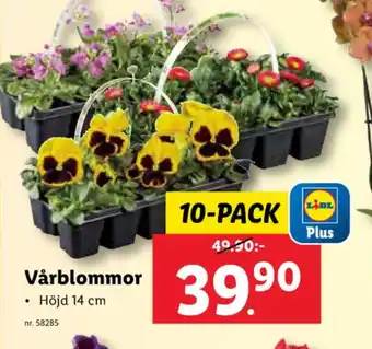 Lidl Lupilu plantor erbjuda