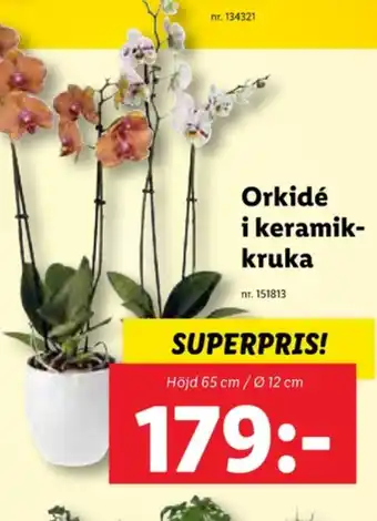 Lidl Lupilu krukväxt erbjuda