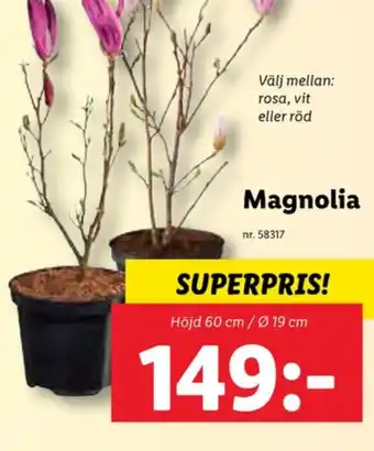 Lidl Lupilu buskar erbjuda