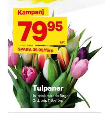 City Gross Tulpaner erbjuda