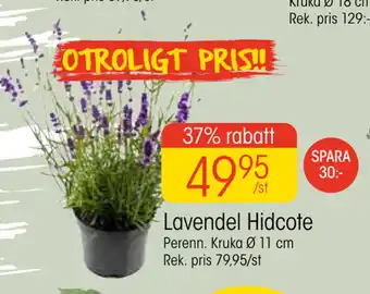 EKO Lavendel Hidcote erbjuda