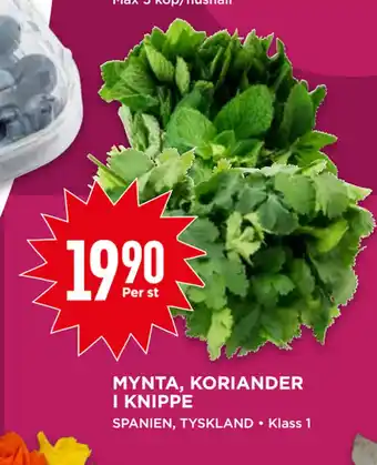 Willys MYNTA, KORIANDER I KNIPPE erbjuda