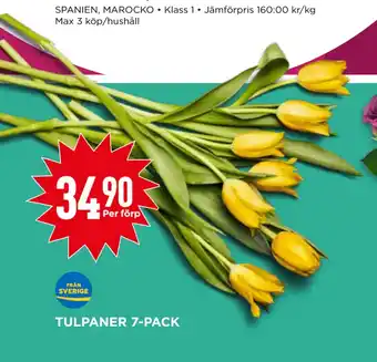 Willys TULPANER 7-PACK erbjuda