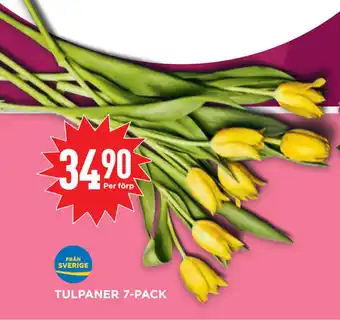Willys Hemma TULPANER 7-PACK erbjuda