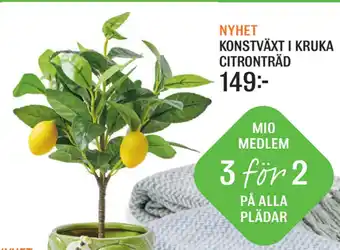 Mio KONSTVÄXT I KRUKA CITRONTRÄD erbjuda
