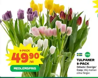Coop TULPANER 9-PACK erbjuda