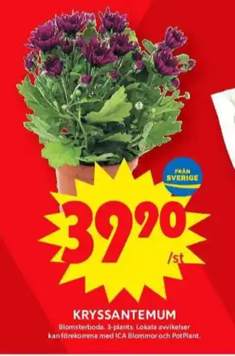 ICA Maxi Blomsterboda krukväxt erbjuda