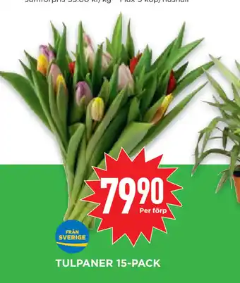 Willys Hemma TULPANER 15-PACK erbjuda