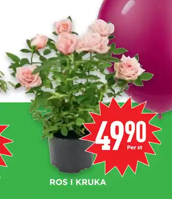 Willys Hemma ROS I KRUKA erbjuda