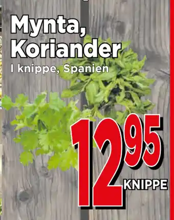 Supergrossen Mynta, Koriander erbjuda
