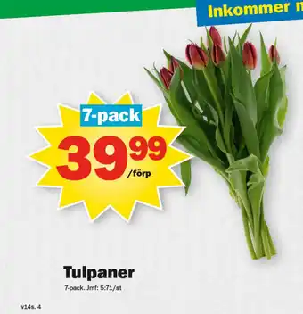 Pekås Tulpaner erbjuda