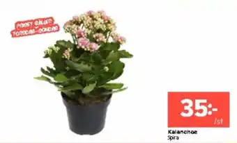 Coop Extra Kalanchoe erbjuda