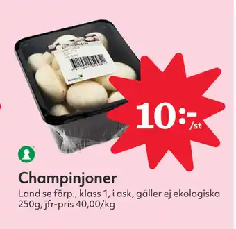 Champinjoner