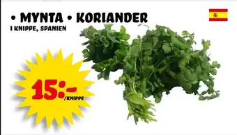 Nelins mynta • koriander erbjuda