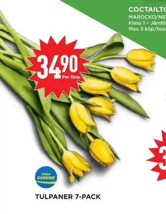Willys Hemma TULPANER 7-PACK erbjuda