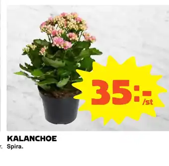Coop KALANCHOE erbjuda