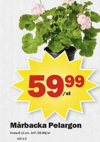 Pekås Coop krukväxt erbjuda