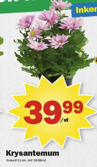 Pekås Coop blommor erbjuda