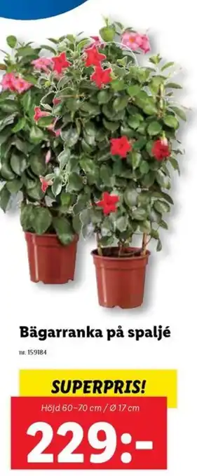 Lidl Bägarranka på spaljé erbjuda