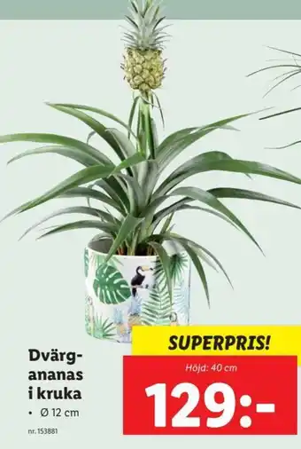 Lidl Dvärgananas i kruka erbjuda
