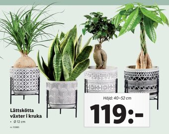 Lidl Lättskötta växter i kruka erbjuda