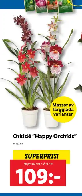 Lidl Orkidé ”Happy Orchids” erbjuda