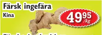 Färsk ingefära