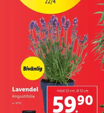 Lidl Lavendel Angustifolia erbjuda