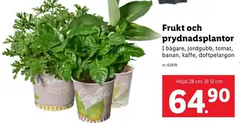 Lidl Frukt och prydnadsplantor erbjuda