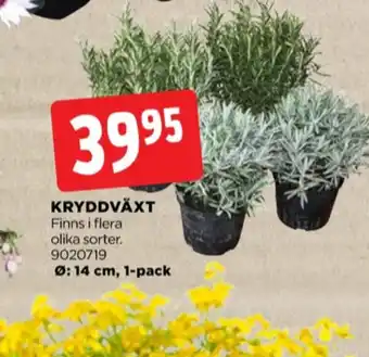 Garden plantor