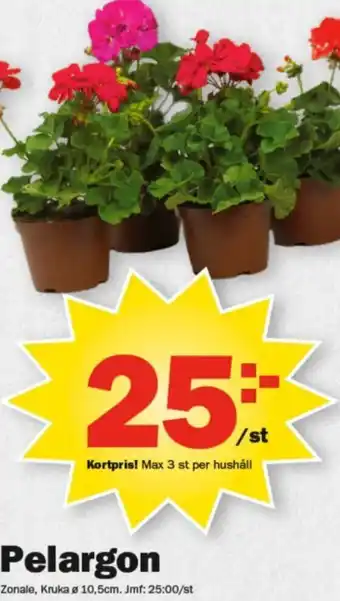 Pekås Pelargon erbjuda