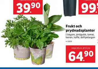 Lidl Frukt och prydnadsplantor erbjuda