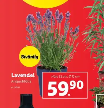 Lidl Livergy plantor erbjuda