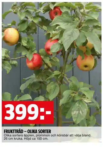 FRUKTTRÄD – OLIKA SORTER