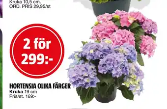 Bauhaus HORTENSIA OLIKA FÄRGER erbjuda