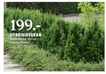 Blomsterlandet buskar erbjuda