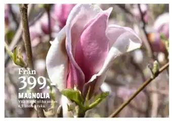 Blomsterlandet buskar erbjuda