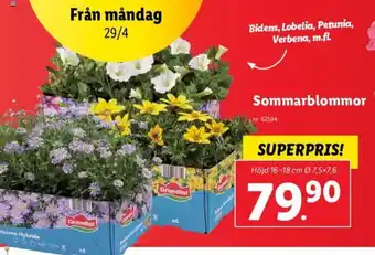 Lidl Sommarblommor erbjuda