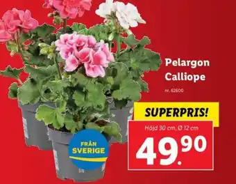 Lidl Pelargon Calliope erbjuda