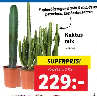 Lidl Kaktus mix erbjuda