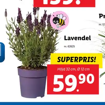 Lidl Lavendel erbjuda