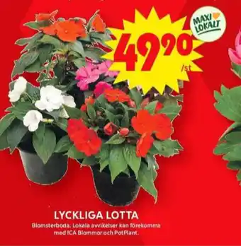 ICA Maxi Blomsterboda plantor erbjuda