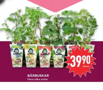 Ica bärbuskar