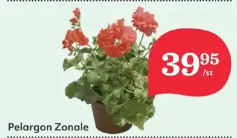 Pelargon Zonale