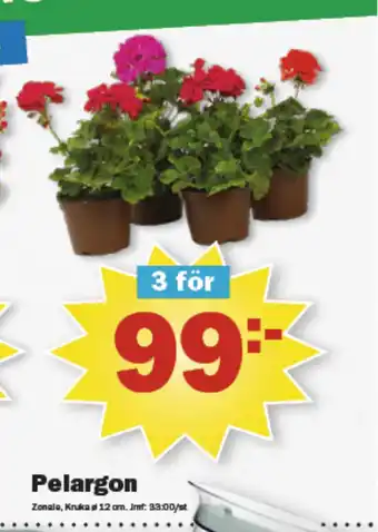 Pekås Pelargon erbjuda
