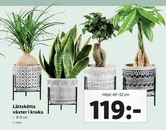 Lidl Lättskötta växter i kruka erbjuda